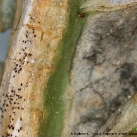 thumbnail for publication: Management of Gummy Stem Blight (Black Rot) on Cucurbits in Florida